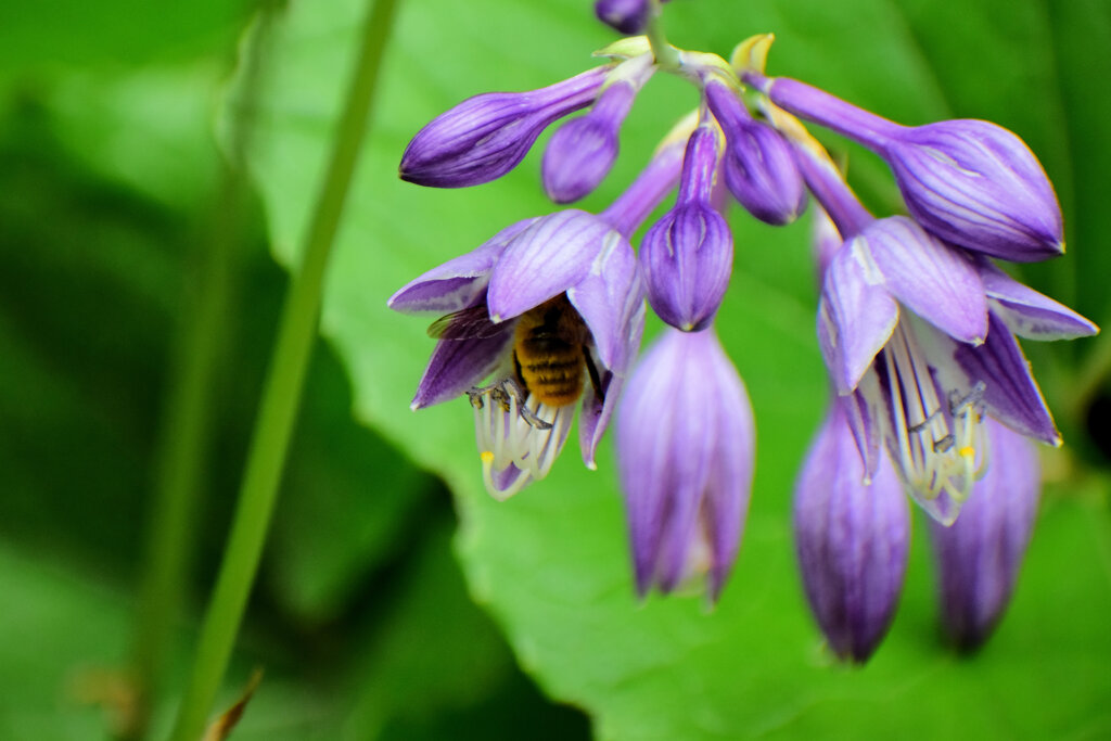 ギボウシ（擬宝珠）に夢中な蜂さん　７