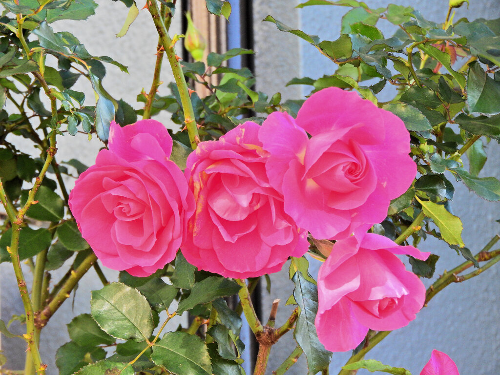冬の薔薇　２