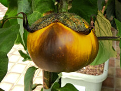 黄色い茄子　５