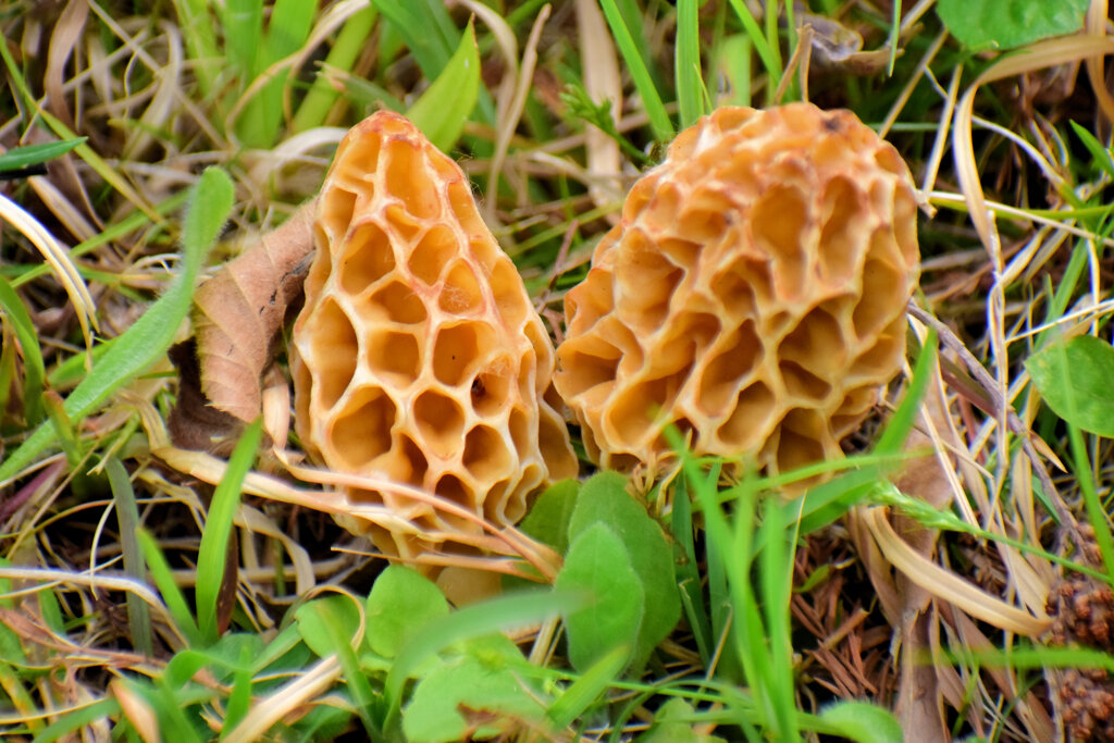 チブル星人の地球侵略か！？　アミガサタケ？　２