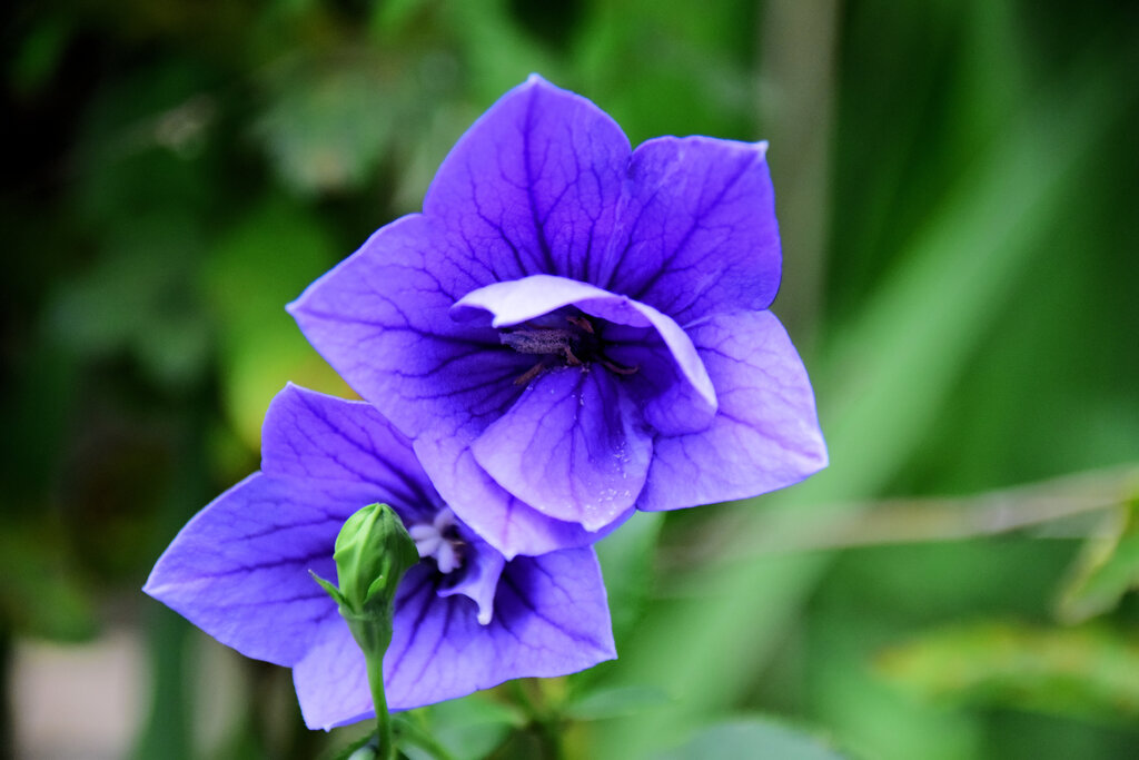 八重咲き桔梗４