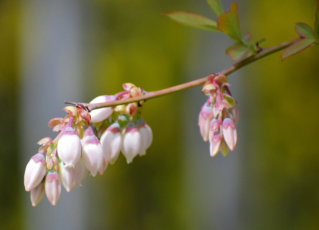ブルーベリーの花　５