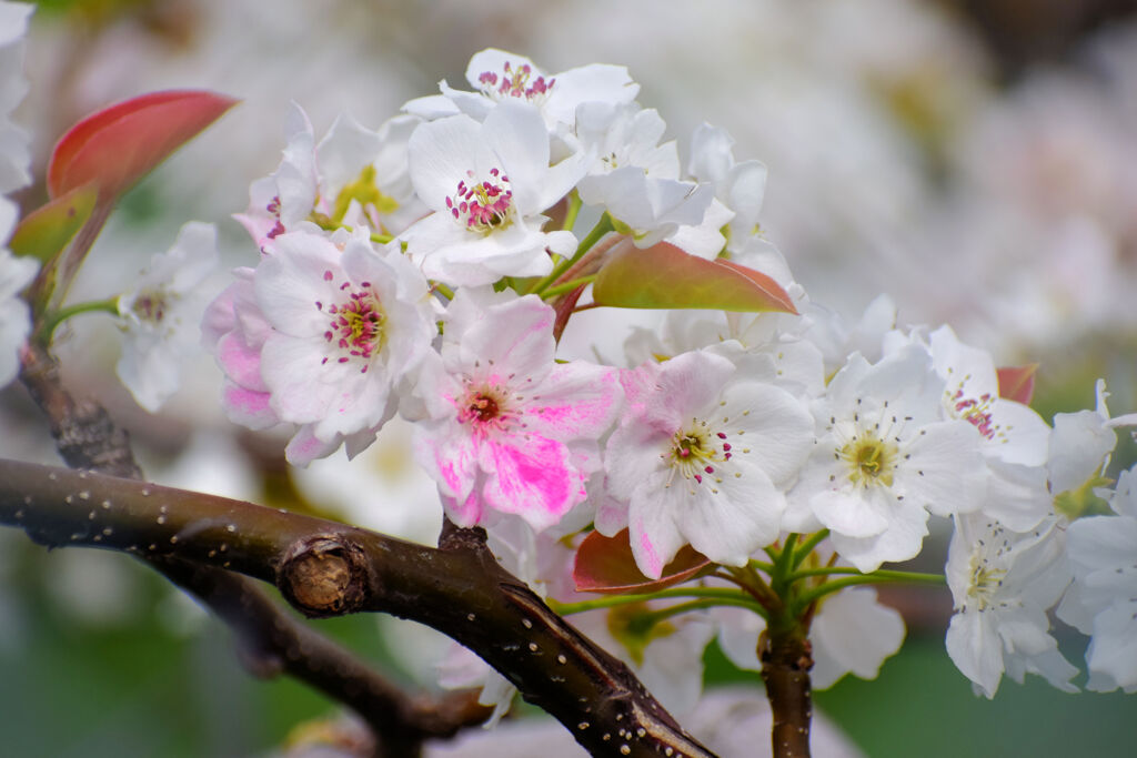 梨園で受粉した後にピンクに染まっている梨の花　１