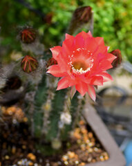 サボテンの花   3