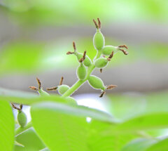 オニグルミの雌花が膨らんで来て実へ　２