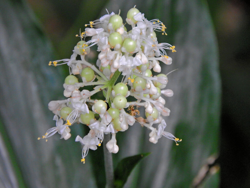 藪茗荷の花と若い実　３