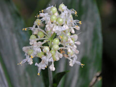 藪茗荷の花と若い実　３
