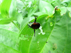 マメコガネ　 甲虫目　カブトムシ亜目　コガネムシ科　スジコガネ亜科　２