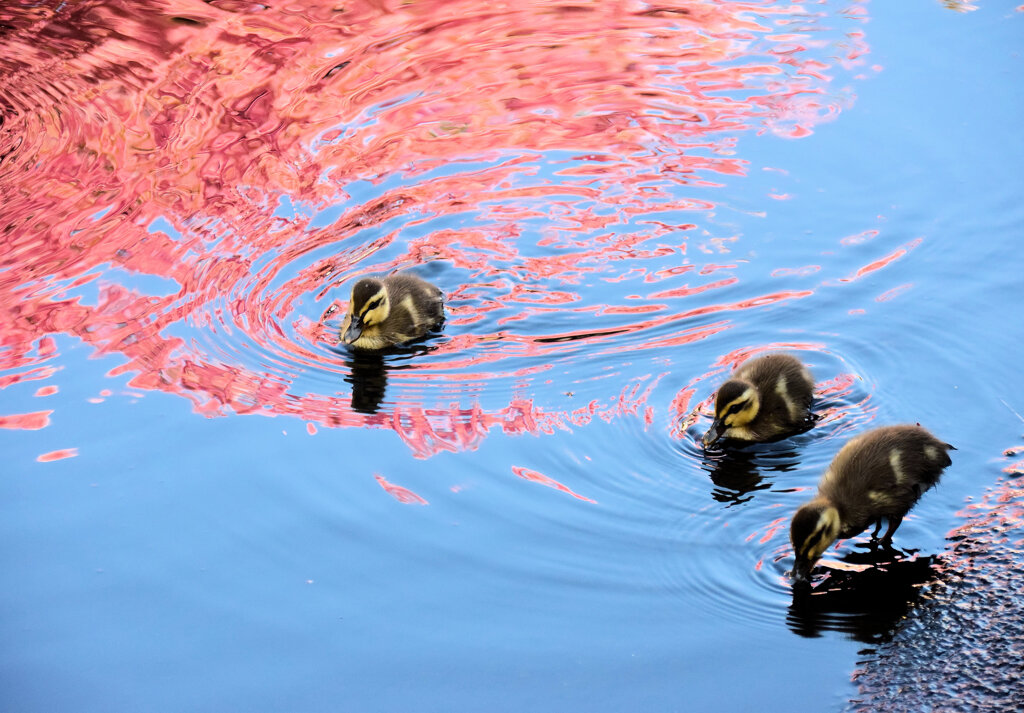 私の散歩道・・せせらぎ遊歩道　１１
