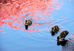 私の散歩道・・せせらぎ遊歩道　１１