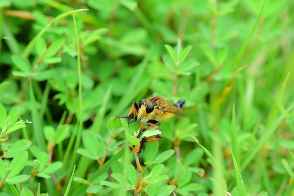 シオメアブ　１