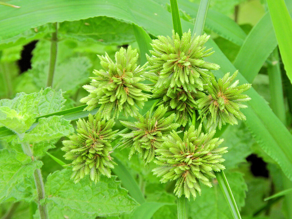 蚊帳吊草 （かやつりぐさ）３