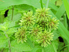 蚊帳吊草 （かやつりぐさ）３