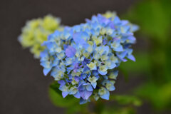 紫陽花が咲き始めました　２
