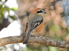 やっと出合えたモズ君８