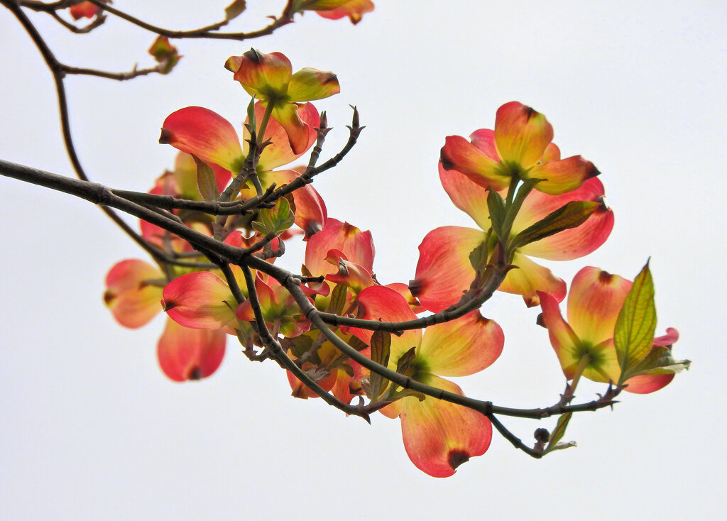 薄紅色の可愛い君・・・♪　ハナミヅキ（花水木）２