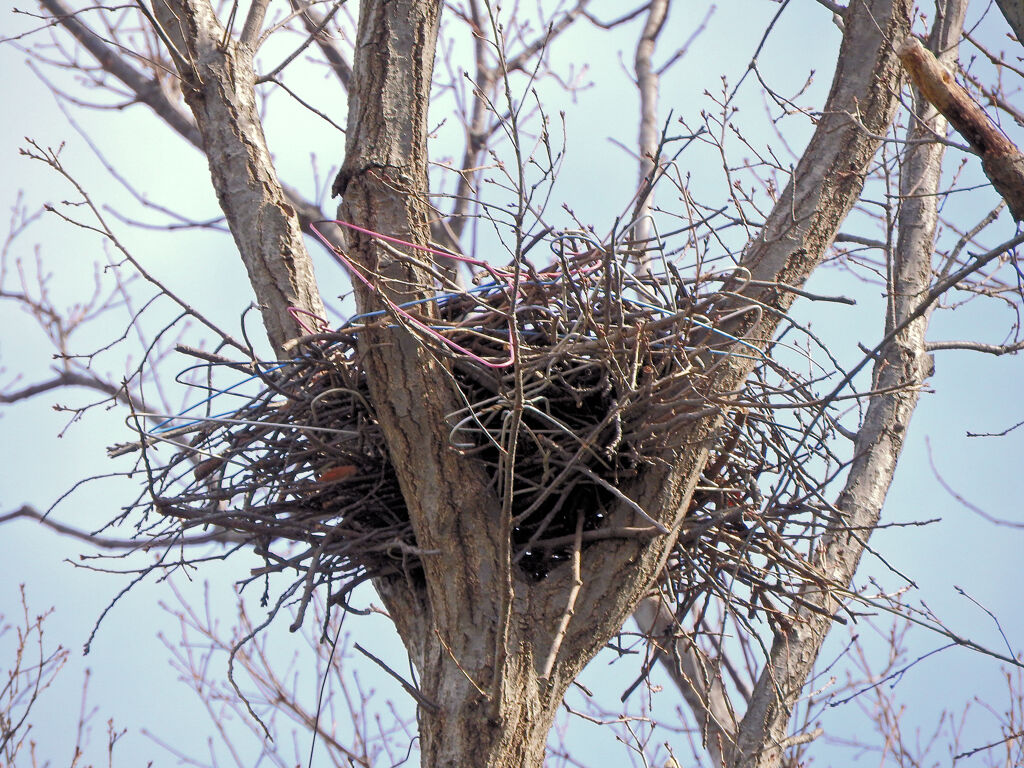 ハンガーでお家は、カラスか？　1/2