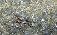 ニホントカゲ幼体　１