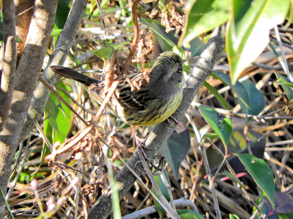 アオジさん茂みに入ってピント合わず(￣◇￣;)　2/4