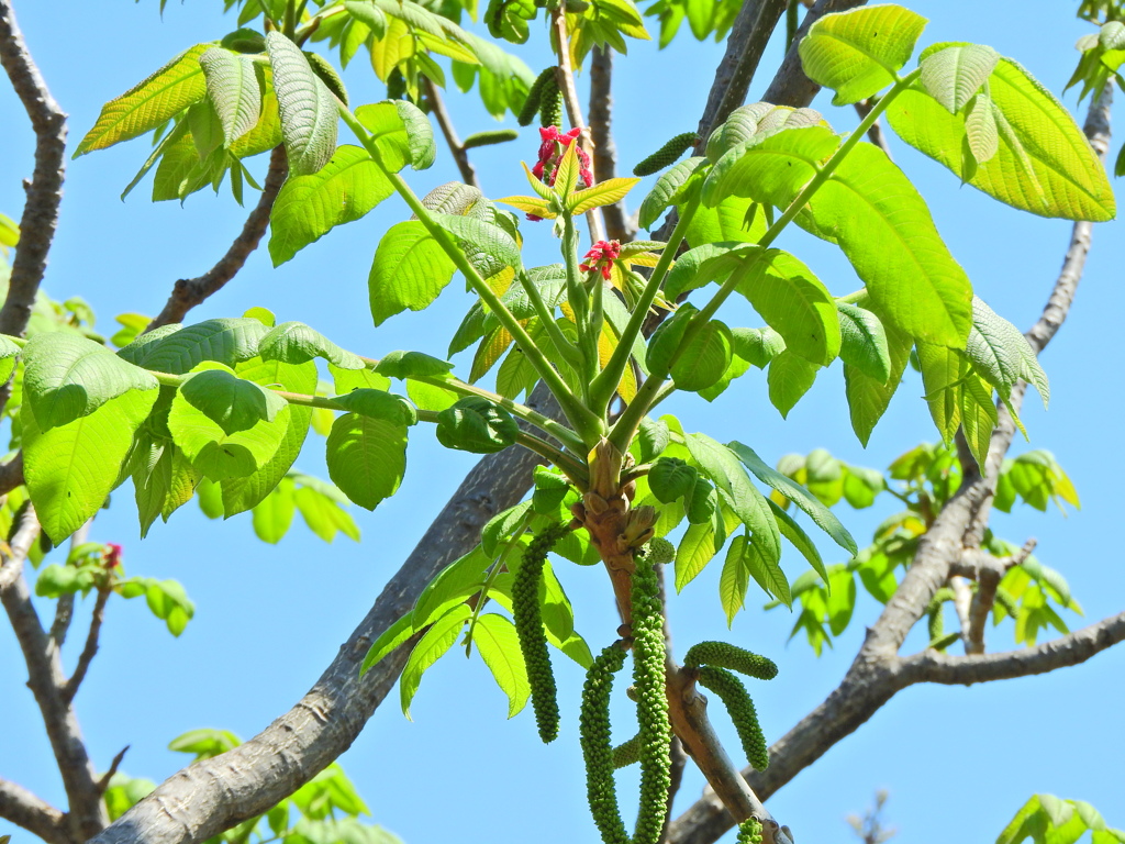 オニグルミ（鬼胡桃）の雌花と雄花　３