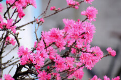 キクモモ（菊桃）　５
