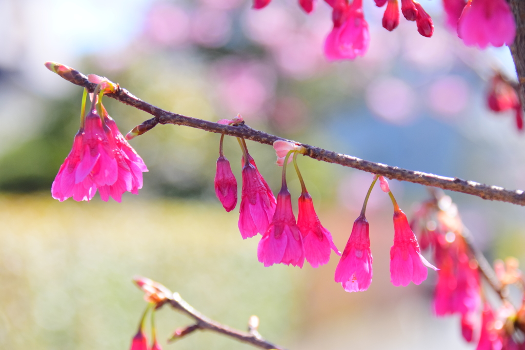 植物　寒緋桜 　（かんひざくら）  緋寒桜　（ひかんざくら）２