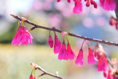 植物　寒緋桜 　（かんひざくら）  緋寒桜　（ひかんざくら）２