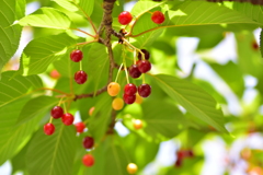 河津桜の実　５