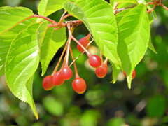 河津桜の実　１