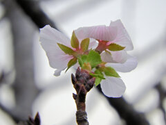 季節外れの桜　咲く　３