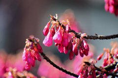 寒緋桜 （かんひざくら）　５