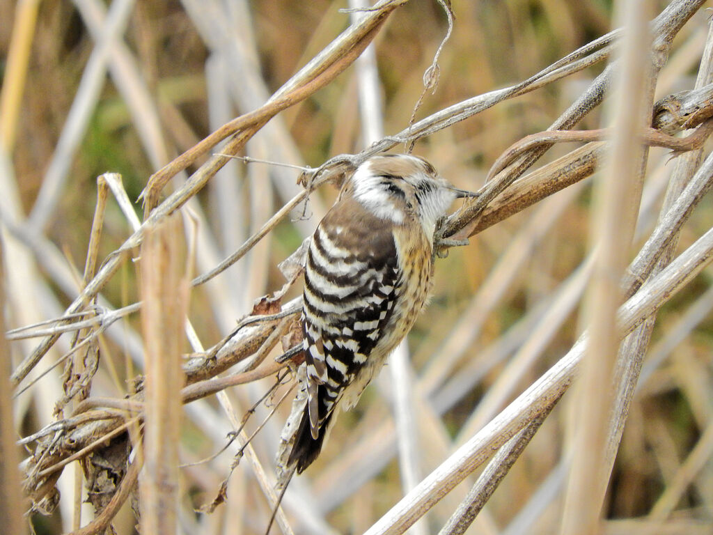 本日出合った　コゲラ　１