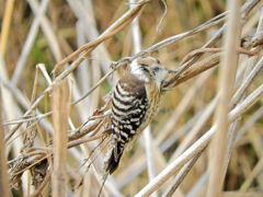 本日出合った　コゲラ　１