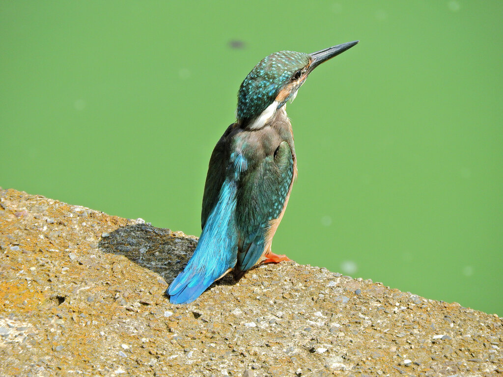 等々力緑地公園・・釣り堀池で　カワセミ　１