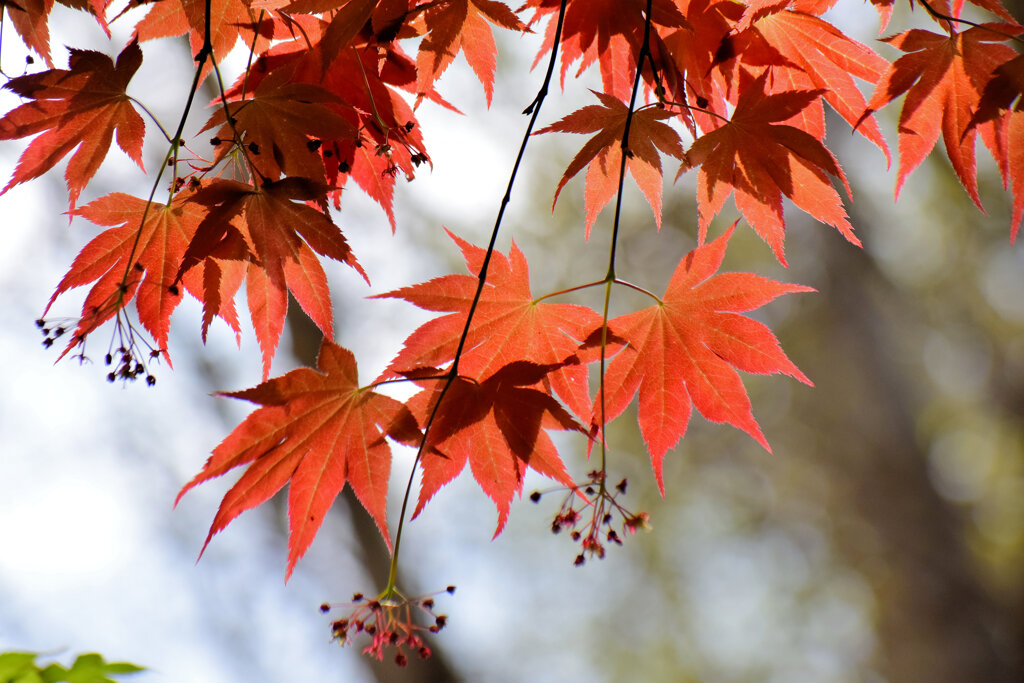 春紅葉　美しい　１１