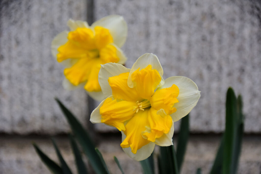 初見の水仙・・品種不明？　３