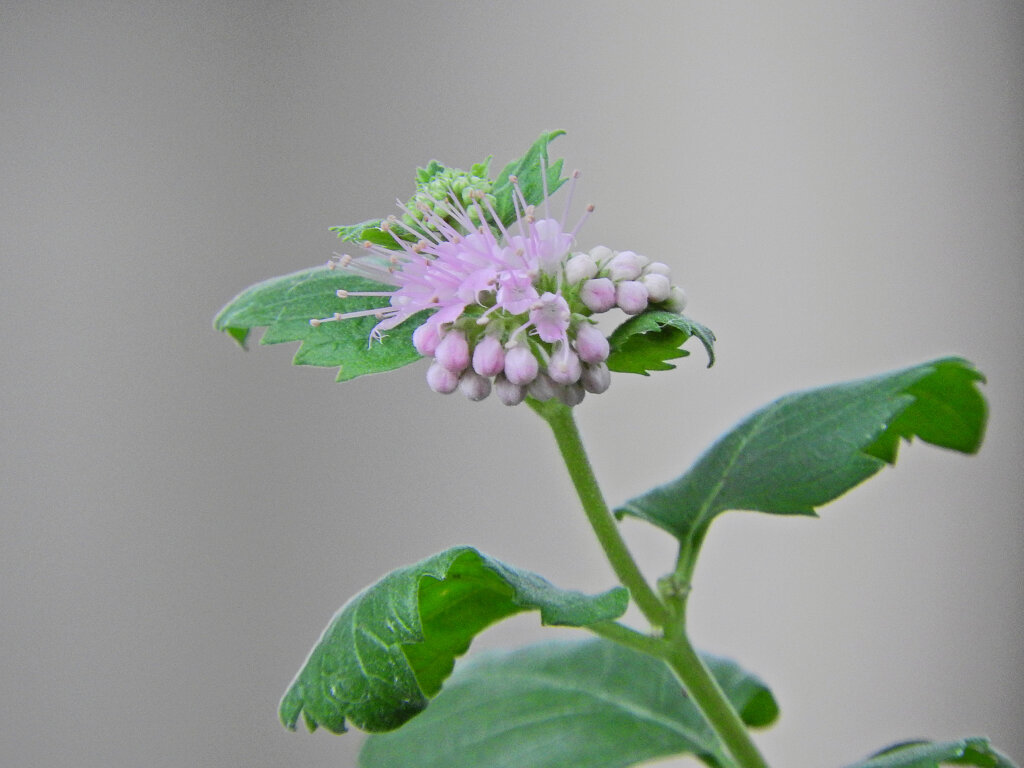 ダンギク（段菊）　４