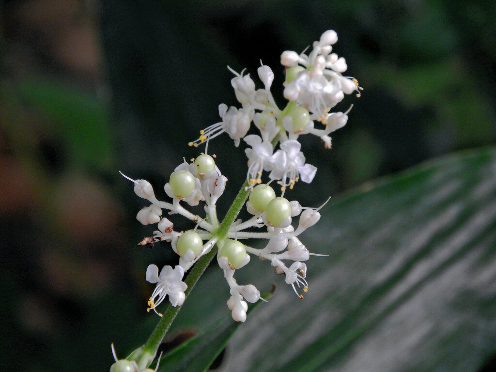 藪茗荷の花と若い実　２