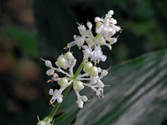 藪茗荷の花と若い実　２