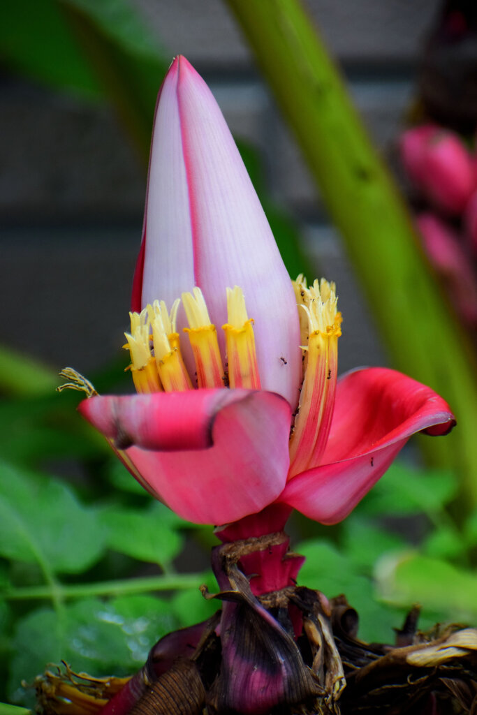 赤実バナナ（ピンクバナナ・アケビバナナ）３