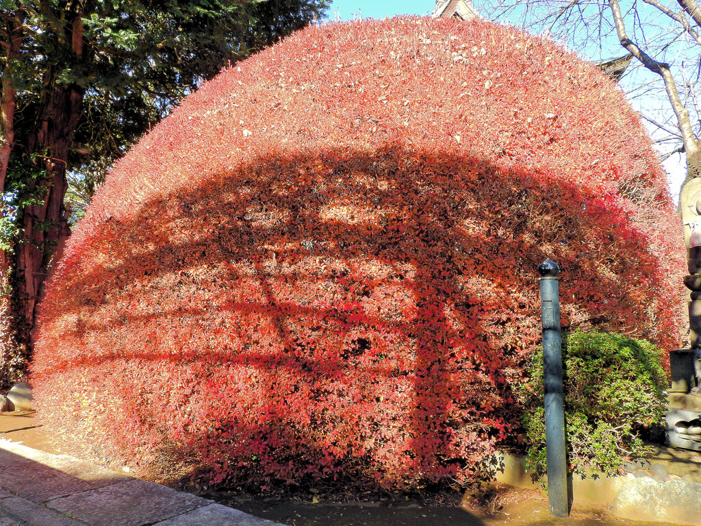 某お寺で　灯台躑躅　紅葉　2/2