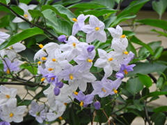 蔓花茄子 （つるはななす）　４
