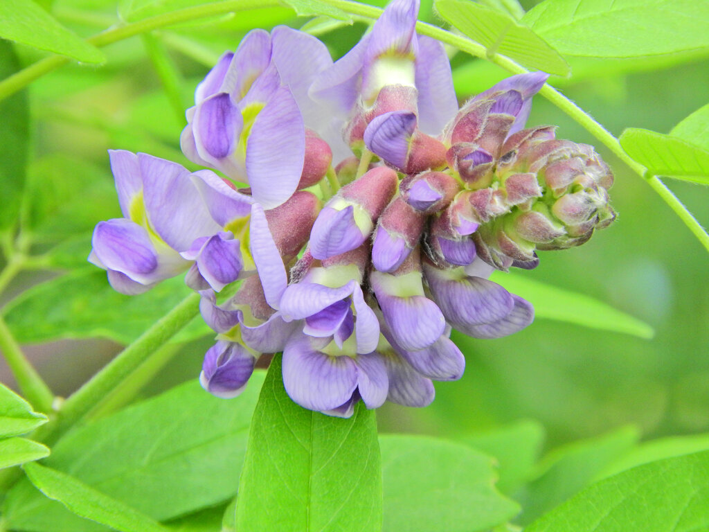 アメリカ藤　(アメジスト・フォール)　５