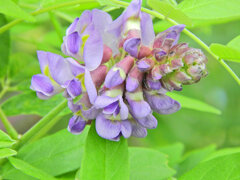 アメリカ藤　(アメジスト・フォール)　５