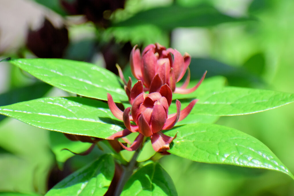 アメリカ蠟梅 （アメリカろうばい） 黒花蠟梅（くろばなろうばい）５