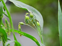 数珠玉 （じゅずだま）（花と実）７