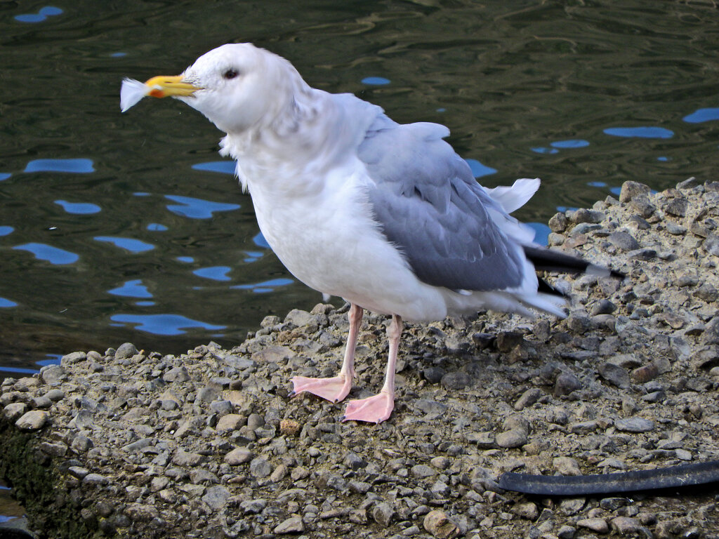 矢上川で　セグロカモメ　３