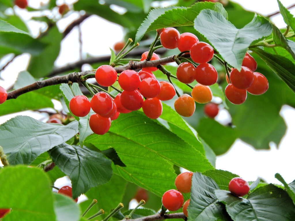 暖地桜桃（だんちおうとう）５