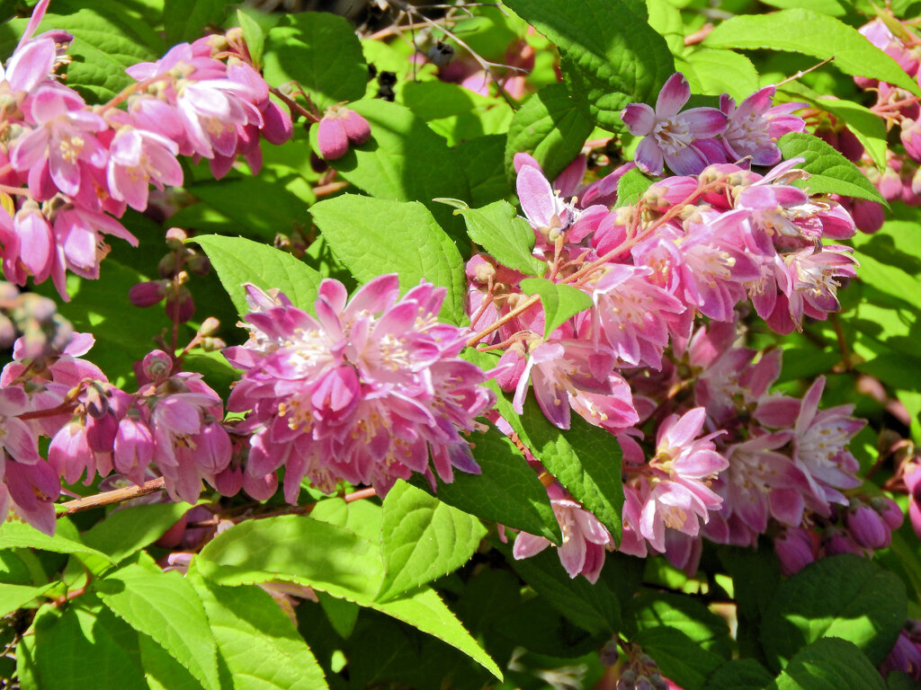 サクラウツギ（桜空木）８