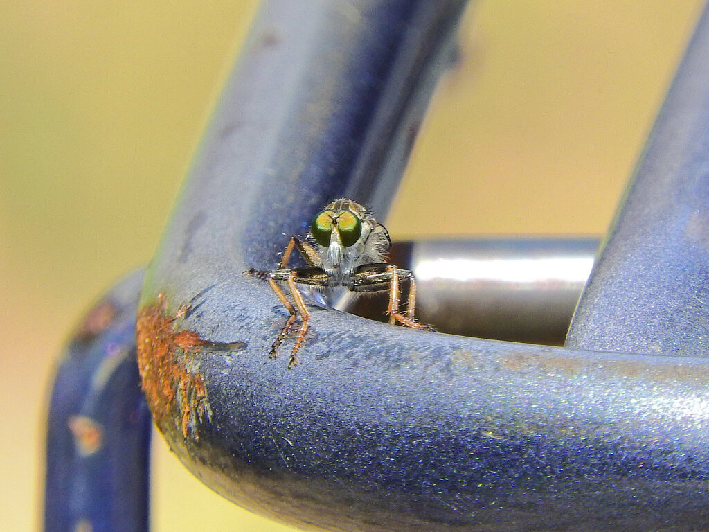 私の自転車の荷台にしおやむしひき / 塩屋虫引虻　３